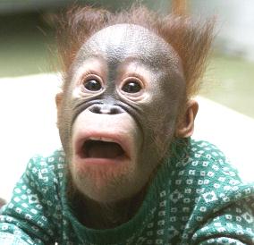 Shocked Monkey